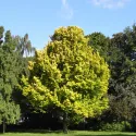 Ulm olandez auriu (Ulmus hollandica) Wredei la ghiveci 2L