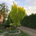 Ulm olandez auriu (Ulmus hollandica) Wredei la ghiveci 2L