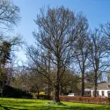 Ulm olandez auriu (Ulmus hollandica) Wredei la ghiveci 2L