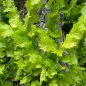 Ulm olandez auriu (Ulmus hollandica) Wredei la ghiveci 2L