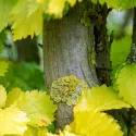 Ulm olandez auriu (Ulmus hollandica) Wredei la ghiveci 2L