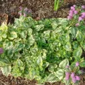 Urzică moartă (Lamium) Anne Green Way