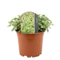 Urzică moartă (Lamium) Anne Green Way