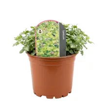Urzică moartă (Lamium) Anne Green Way