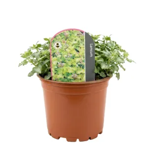 Urzică moartă (Lamium) Anne Green Way