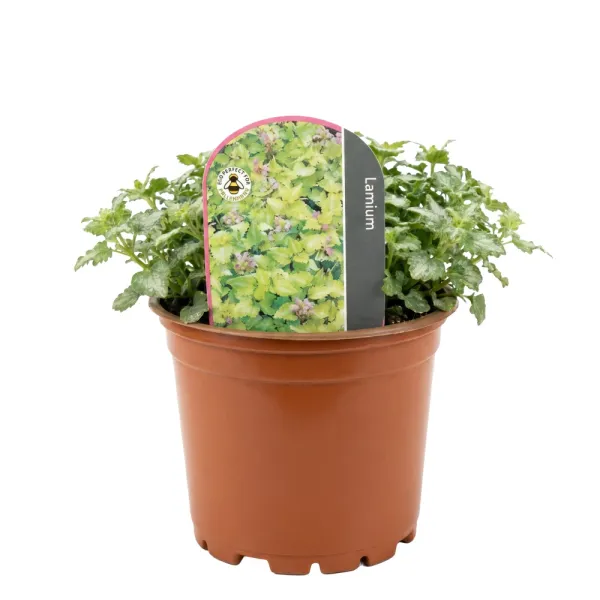 Urzică moartă (Lamium) Anne Green Way