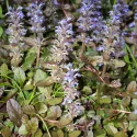 Vinețică (Ajuga) Mahagony
