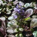 Vinețică (Ajuga) Mahagony