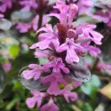 Vinețică (Ajuga) Midnight Mistery