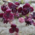 Viță de ciocolată (Akebia quinata)