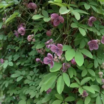 Viță de ciocolată (Akebia quinata)
