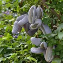 Viță de ciocolată (Akebia quinata)