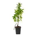Viță de ciocolată (Akebia quinata)