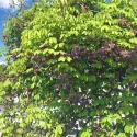 Viță de ciocolată (Akebia quinata)