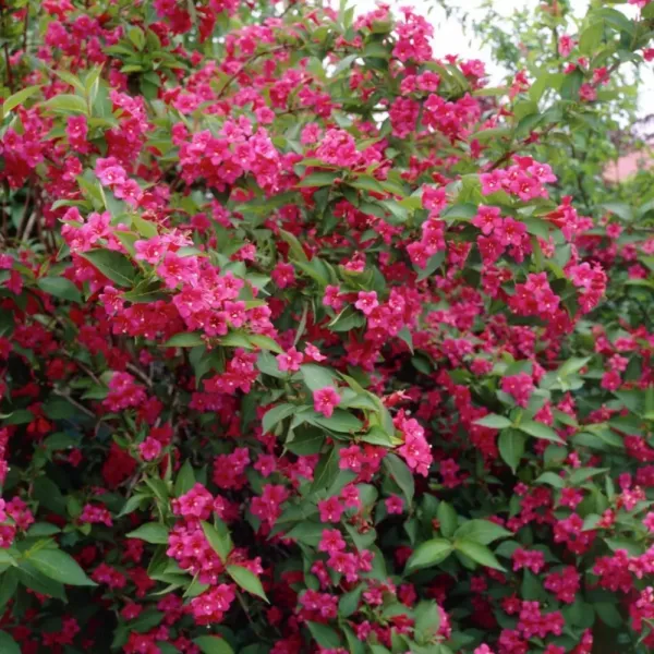 Weigela Bristol Ruby