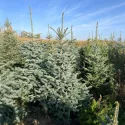 Brad argintiu de Crăciun la ghiveci 20L (Picea pungens Glauca Misty Blue), 160-200 cm