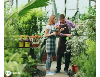 Top 7 plante ornamentale pentru grădină – cele mai populare alegeri în 2026
