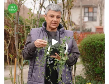 Top 3 plante pentru umbră - Rezistente și spectaculoase!