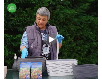 Cum plantezi semințele pe bandă | Flori de balcon perfecte