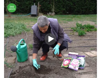 Plantarea bujorilor primăvara – ghid complet pentru flori spectaculoase
