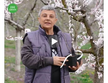 Cătina: tot ce trebuie să știi despre plantare, îngrijire și beneficii