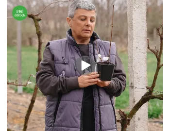 Plantarea viței de vie primăvara: ghid complet pentru o prindere sigură 