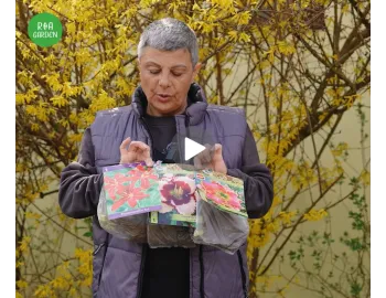 Top 3 plante pentru soare puternic - Rezistente și spectaculoase!