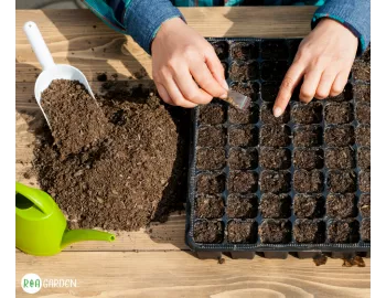 Semințe în ianuarie: ghid de selecție pentru răsaduri timpurii și flori cu germinare lentă