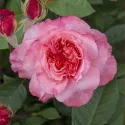 Trandafir teahibrid Augusta Luise ® la ghiveci 3L