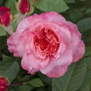 Trandafir teahibrid Augusta Luise ® la ghiveci 3L