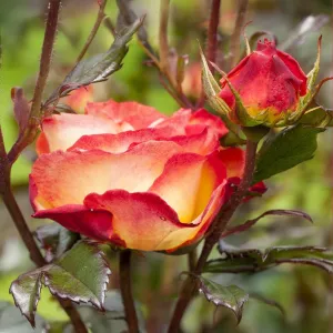 Trandafir floribunda Mein München la ghiveci 3L