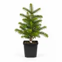 Brad coreean (Abies koreana) la ghiveci C1