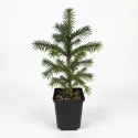 Brad lasiocarpa (Abies lasiocarpa arizonica) la ghiveci P6