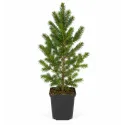 Molid alb canadian (Picea glauca Nova Scotia) la ghiveci C1
