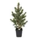 Molid engelmannii (Picea engelmannii) la ghiveci C1
