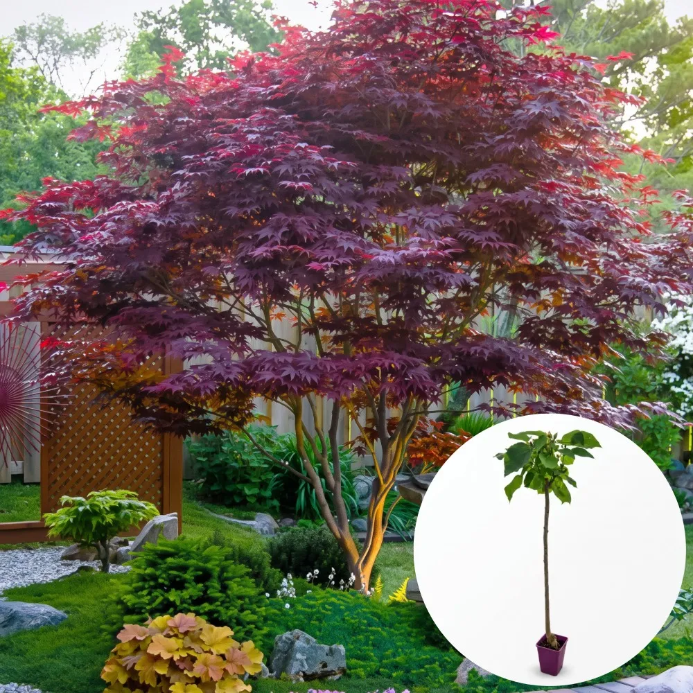 Arbori ornamentali pentru plantare toamna