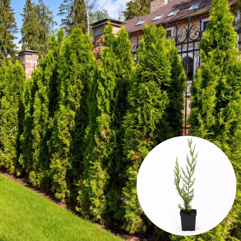 Plante pentru gard viu
