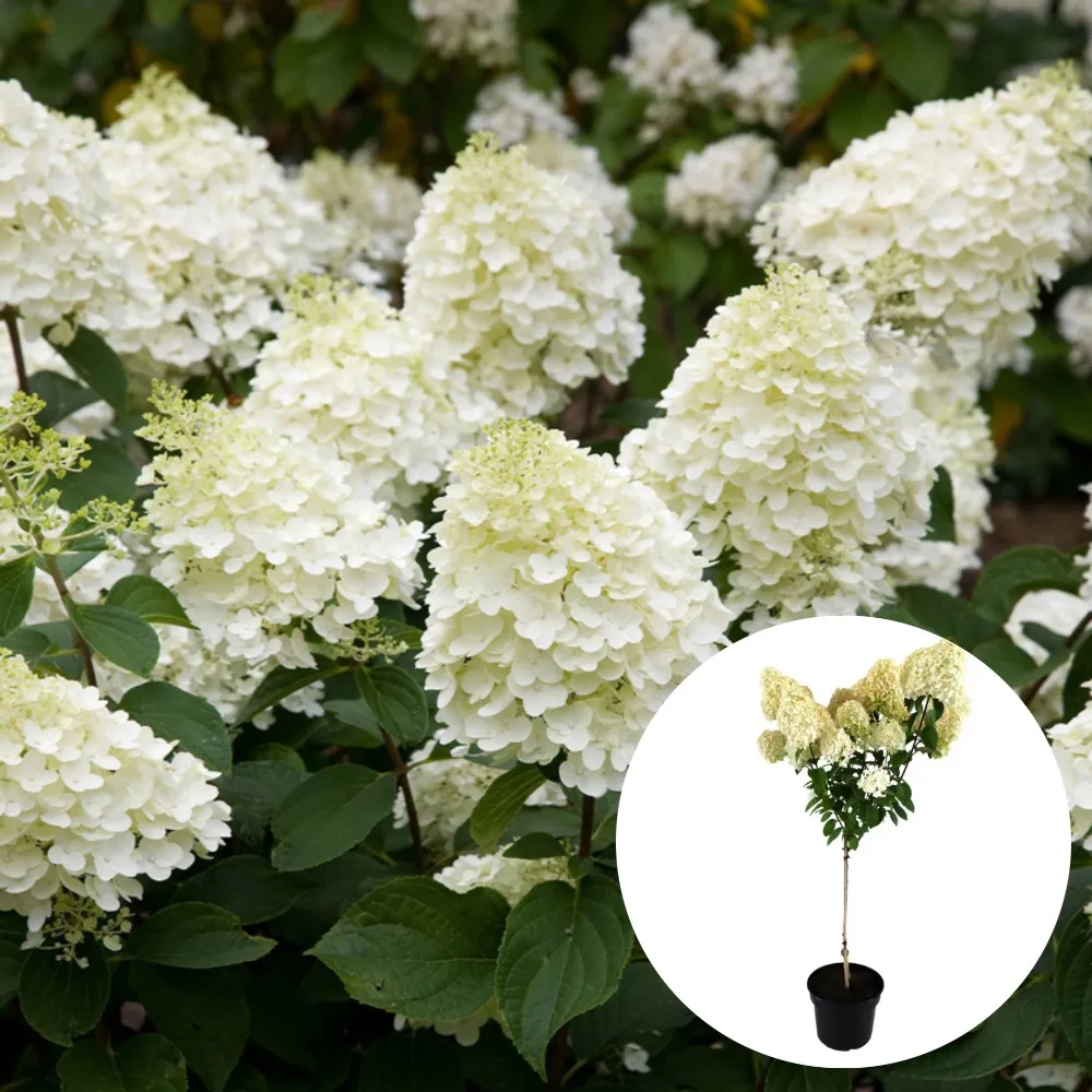 Hortensii pentru zone umbrite