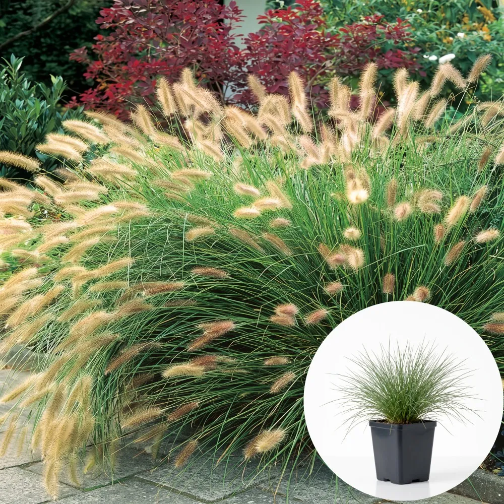 Ierburi ornamentale pentru zone umbrite