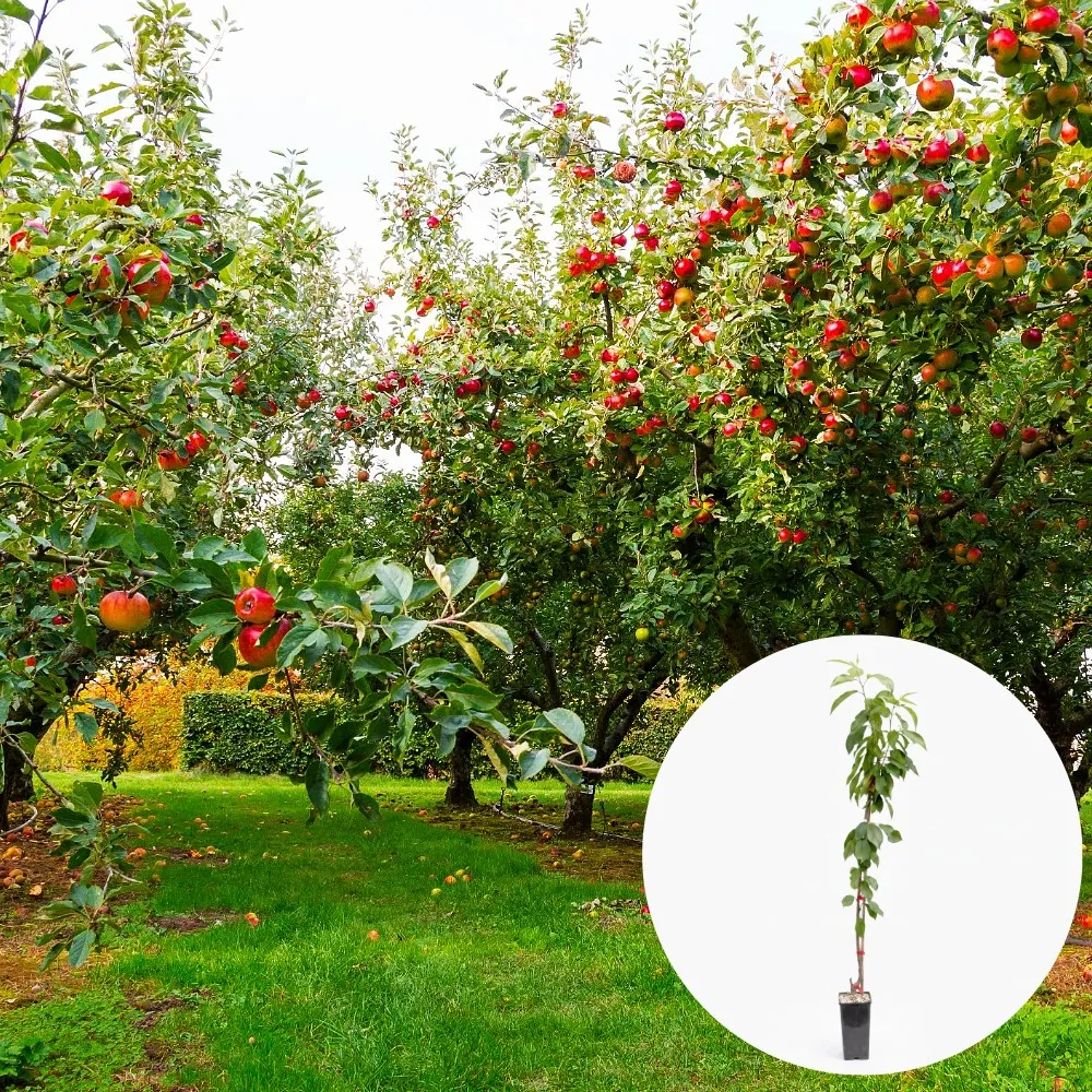 Pomi fructiferi pentru plantare toamna