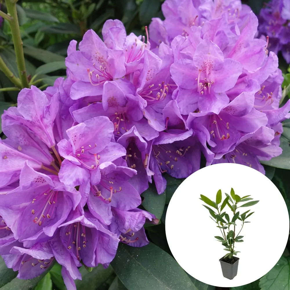 Rhododendron pentru zone umbrite
