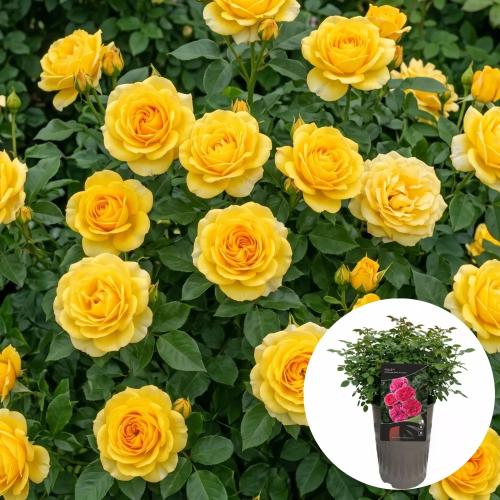 Trandafiri pentru plantare toamna