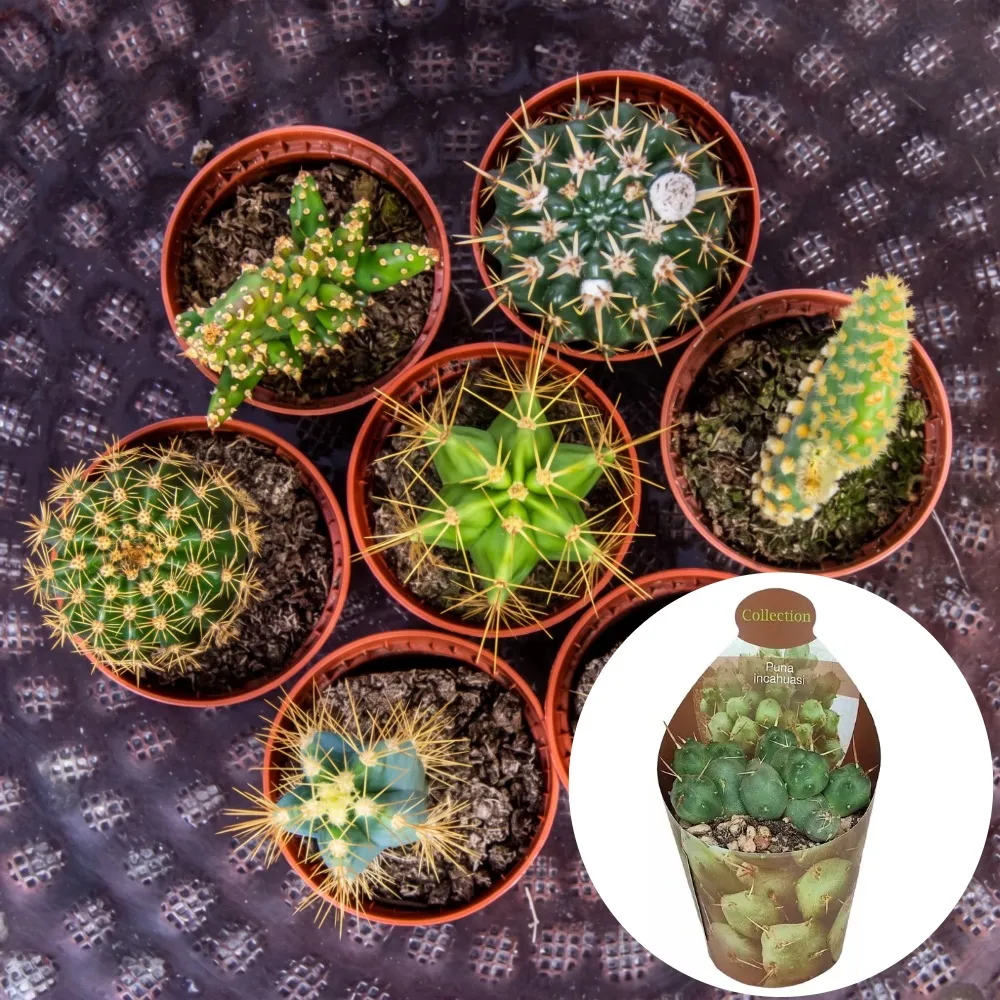 Cactuși decorativi