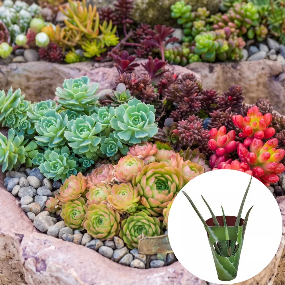 Plante suculente decorative