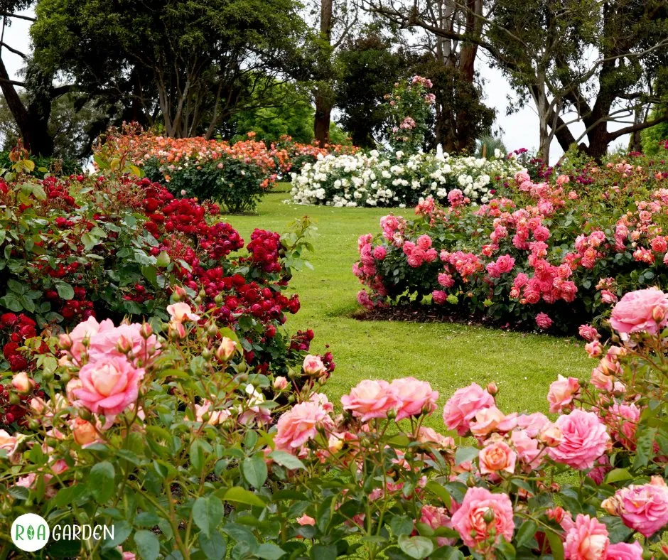 Grădină cu trandafiri colorați ROA Garden