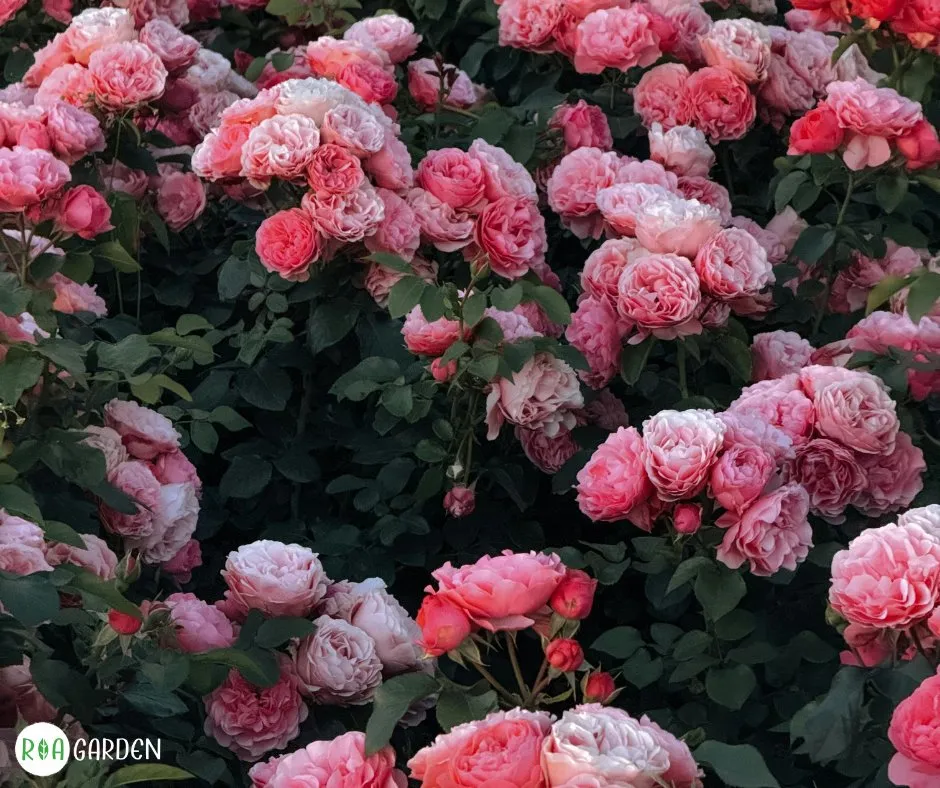 Trandafiri roz înfloriți în grădină ROA Garden