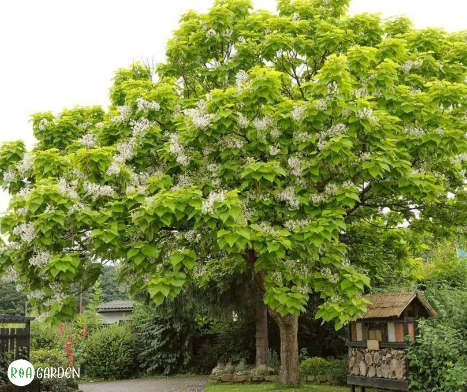 Catalpa bignonioides cu flori albe și coroană bogată