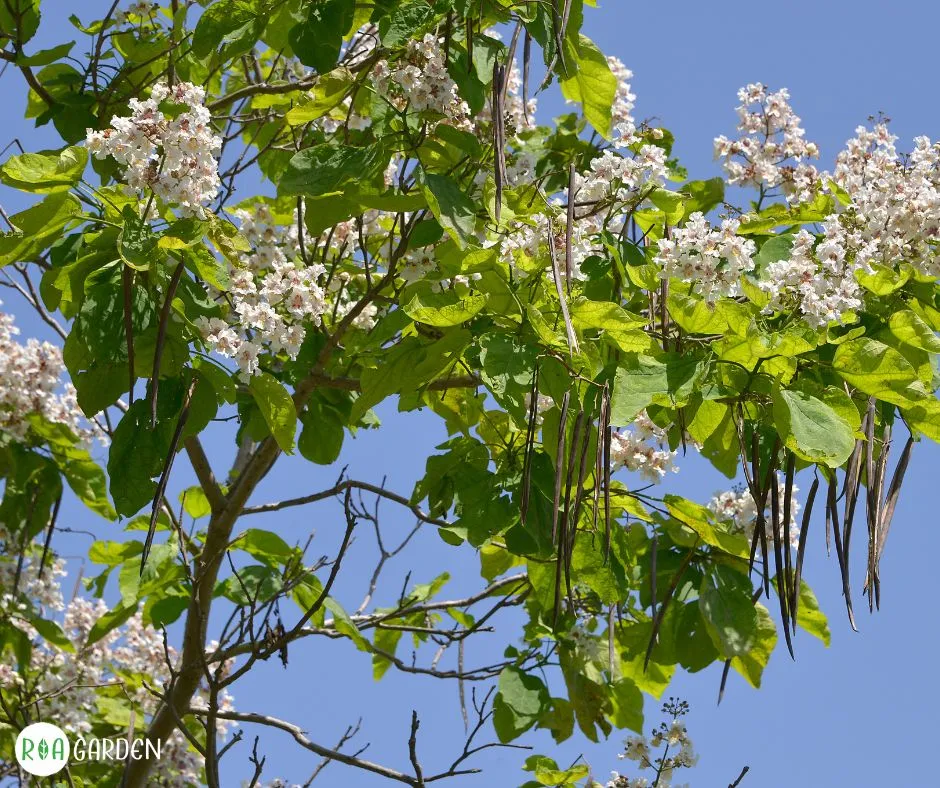 Flori albe de Catalpa bignonioides