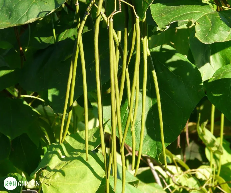 Fructe lungi în formă de păstăi ale arborelui Catalpa