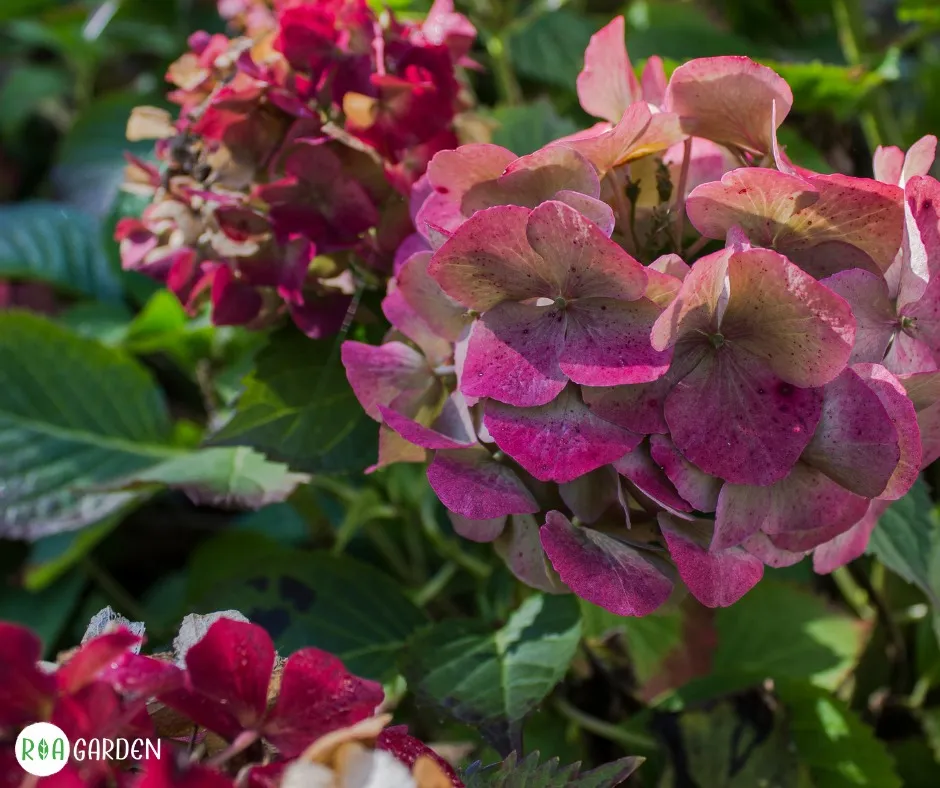 Hortensie cu flori roz ofilite